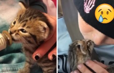 10-year-old Boy Comforts Orphaned Kitten and Finds Her a New Cat Mom