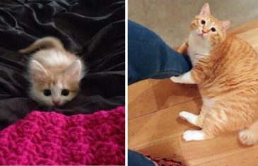5+ Pictures That Pretty Much Sum Up A Cat’s Life