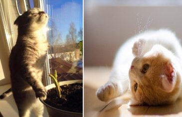 Cats Who Love Sun