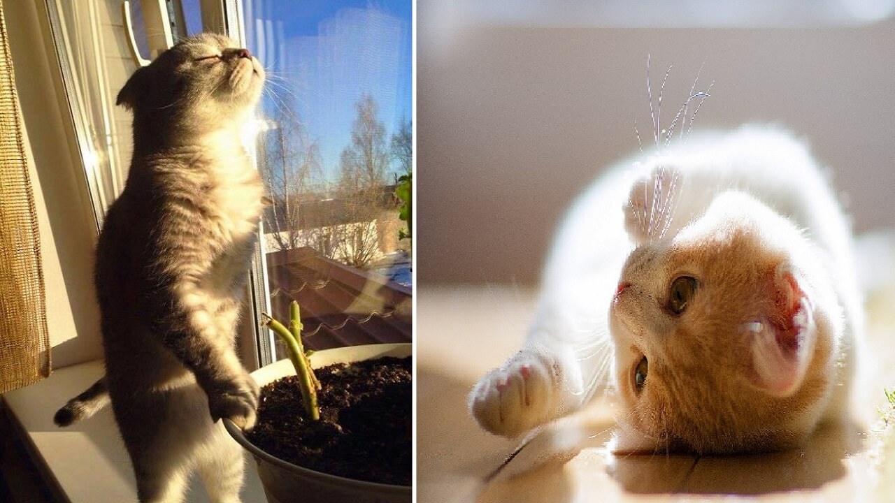 5+ Cats Who Love Sun More Than Anything | Cats Who Love Sun