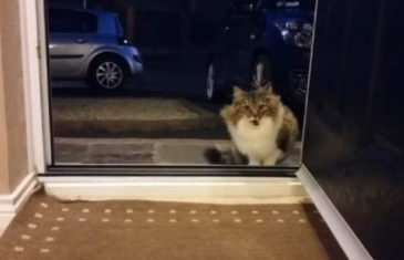 Stray Cat Following and Begging to be let inside a house