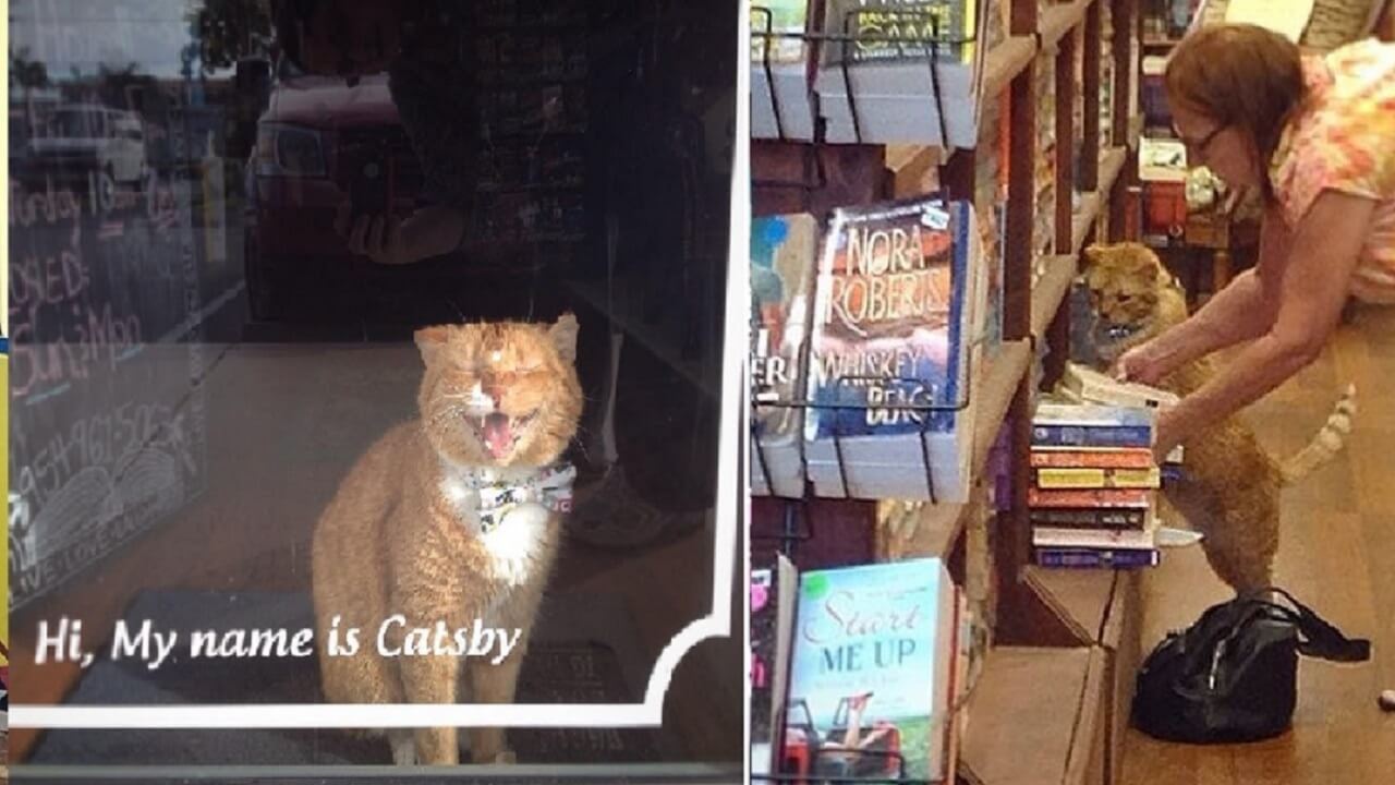 Shelter Cat Gets Second Chance, Spend His Golden Years In A Bookstore