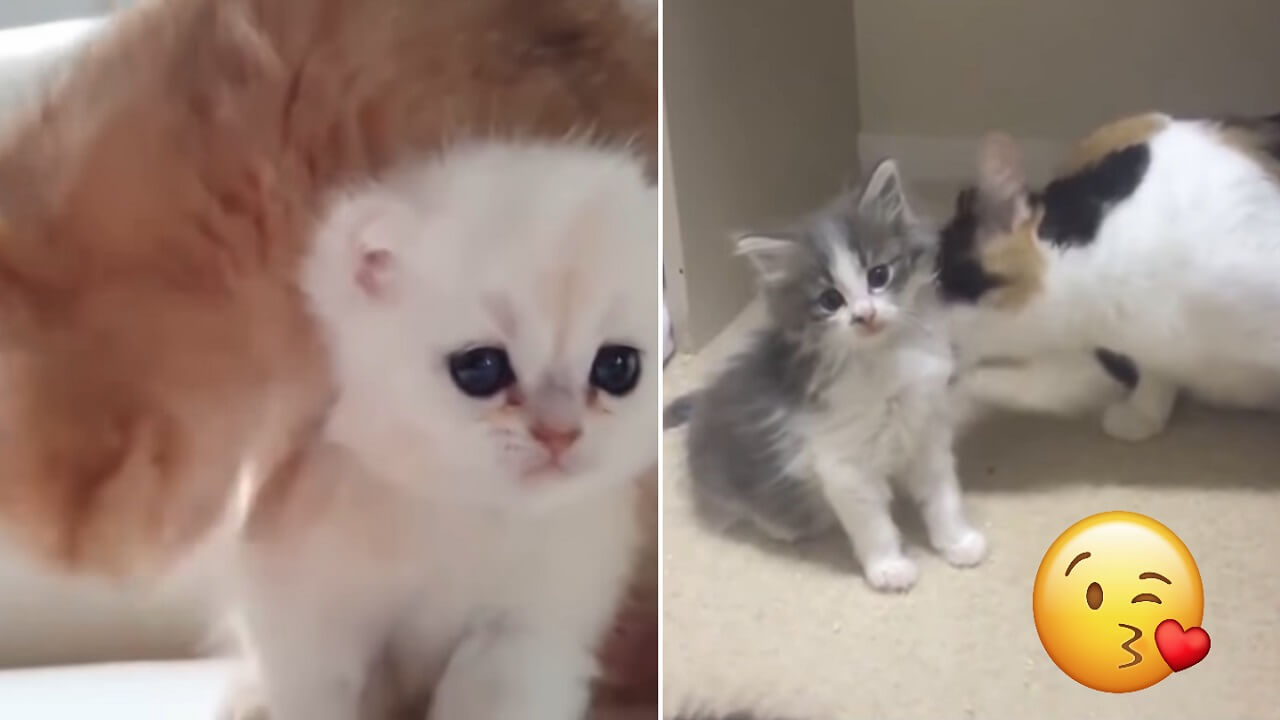Kittens Talking and Playing with their Moms Compilation